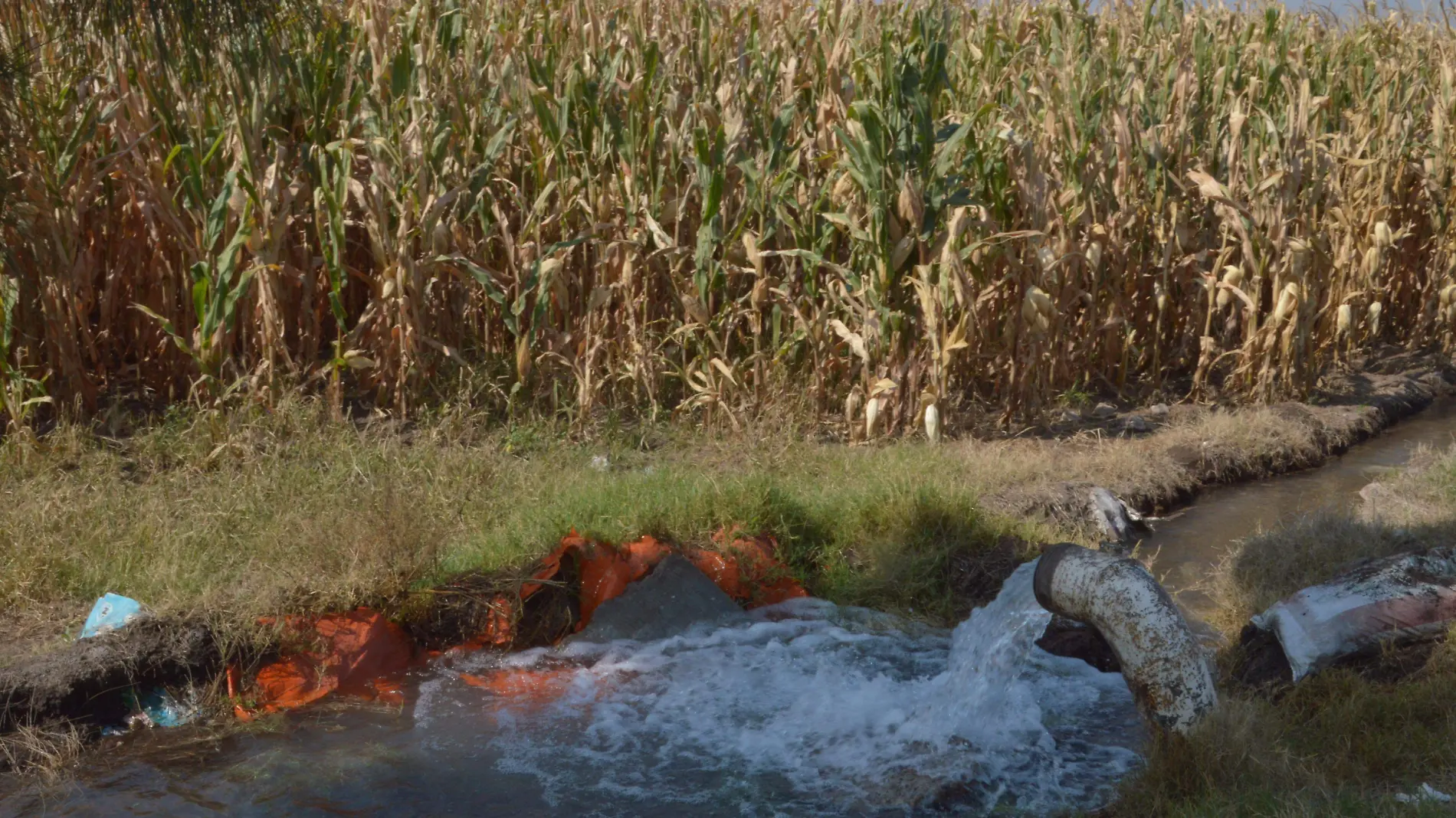 AGUA PARA EL CAMPO-JESUS GTZ-EL SOL DE IRAPUATO (1)